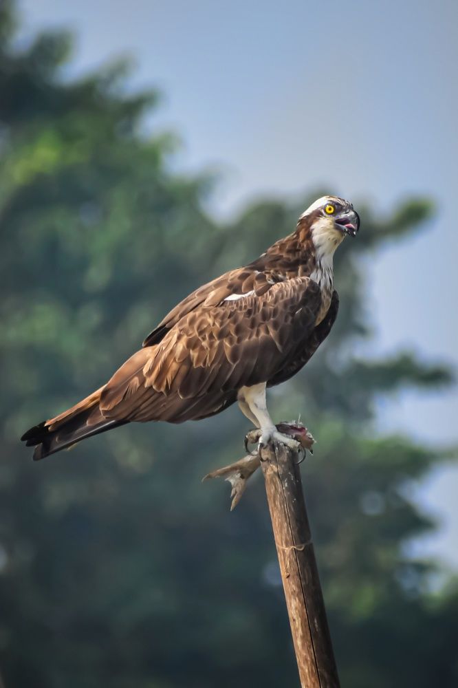 Photograph by Subrata Das