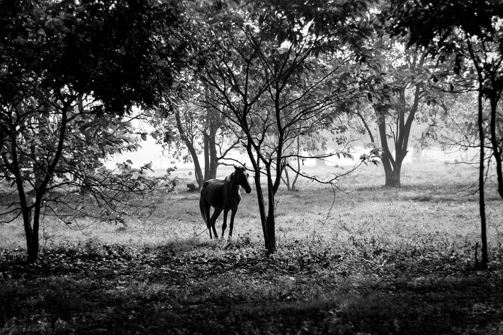 Photograph by Koustav Bhattacharjee