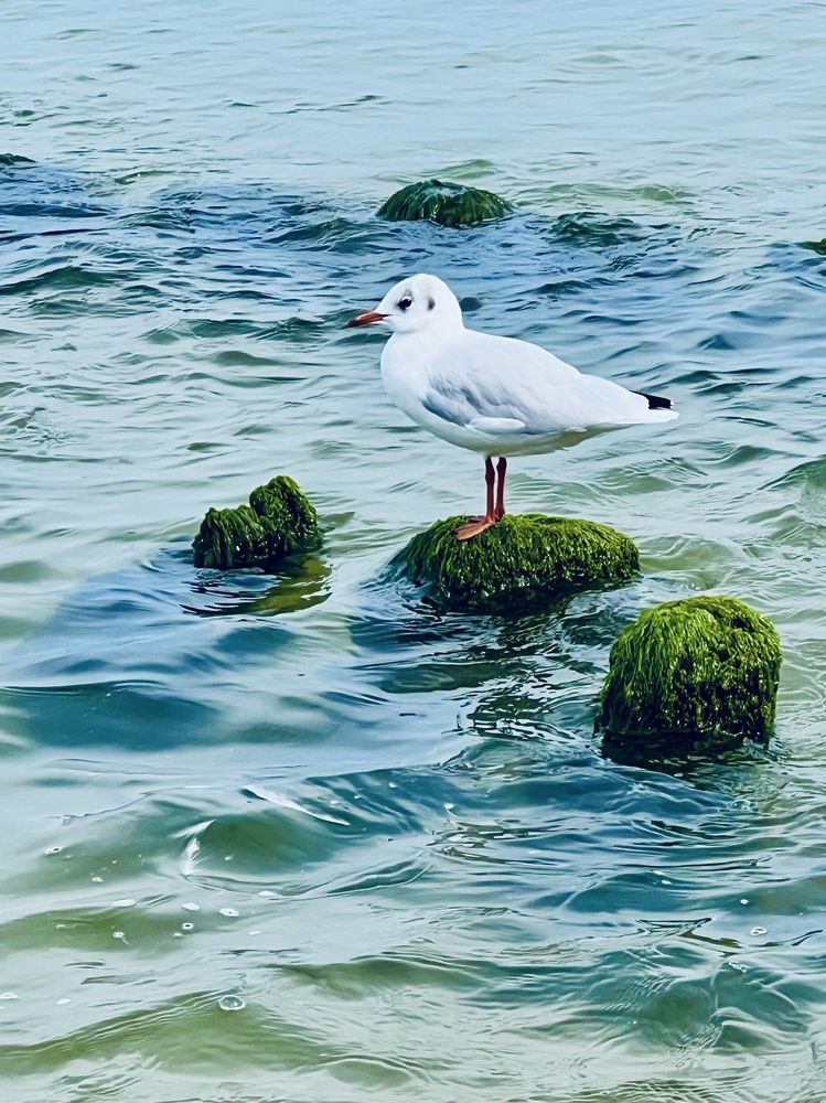 Фотография автора NATALYA OZHEGOVA