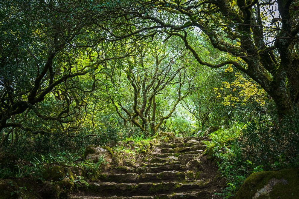 Бусаку (Bussaco)