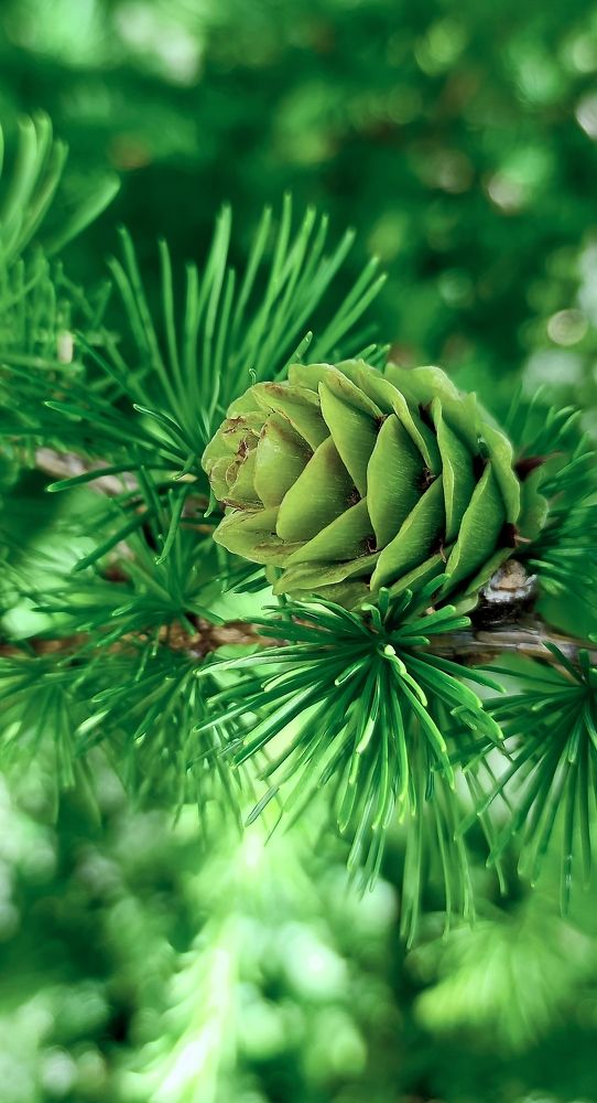 Photograph by Наталья Шумилова