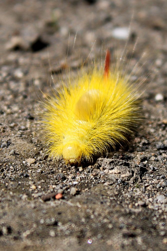 Фотография автора Екатерина Пачина