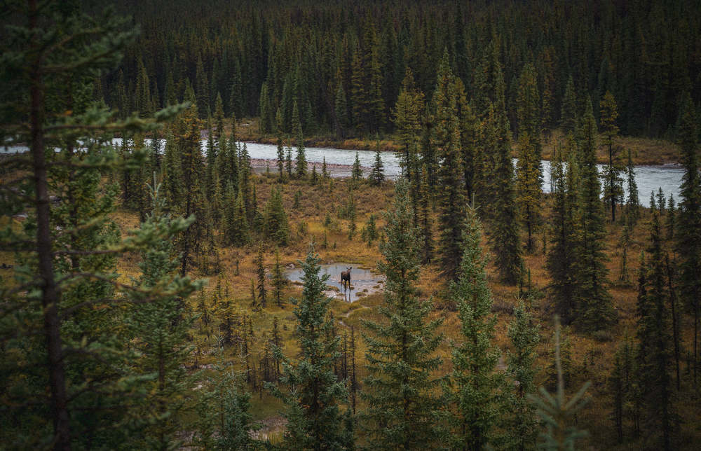 Фотография автора Borisova Natalia