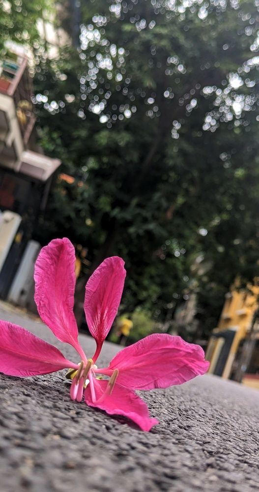 Photograph by dhanush d n