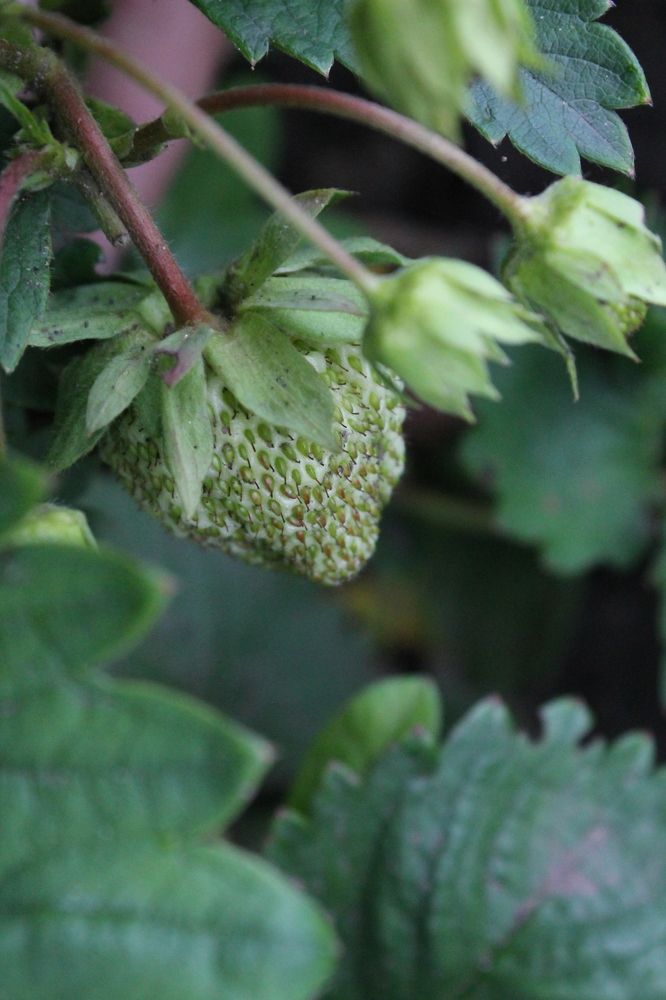 Photograph by Любовь Лунина