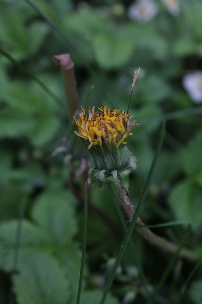 Photograph by Любовь Лунина