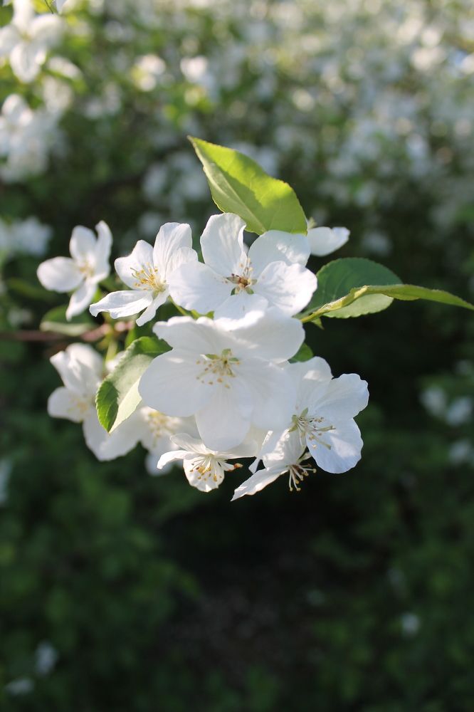 Photograph by Любовь Лунина