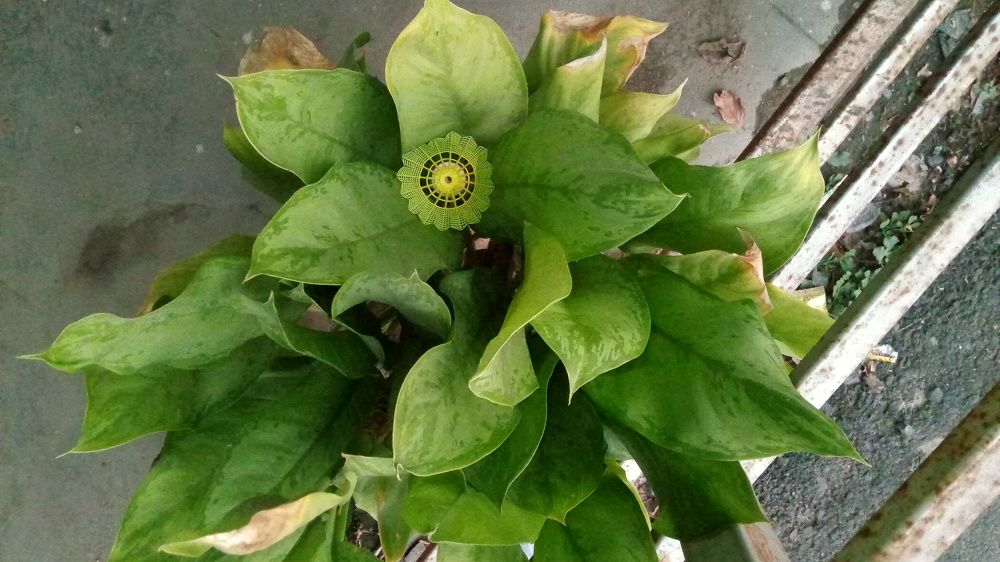 Photo #11383330