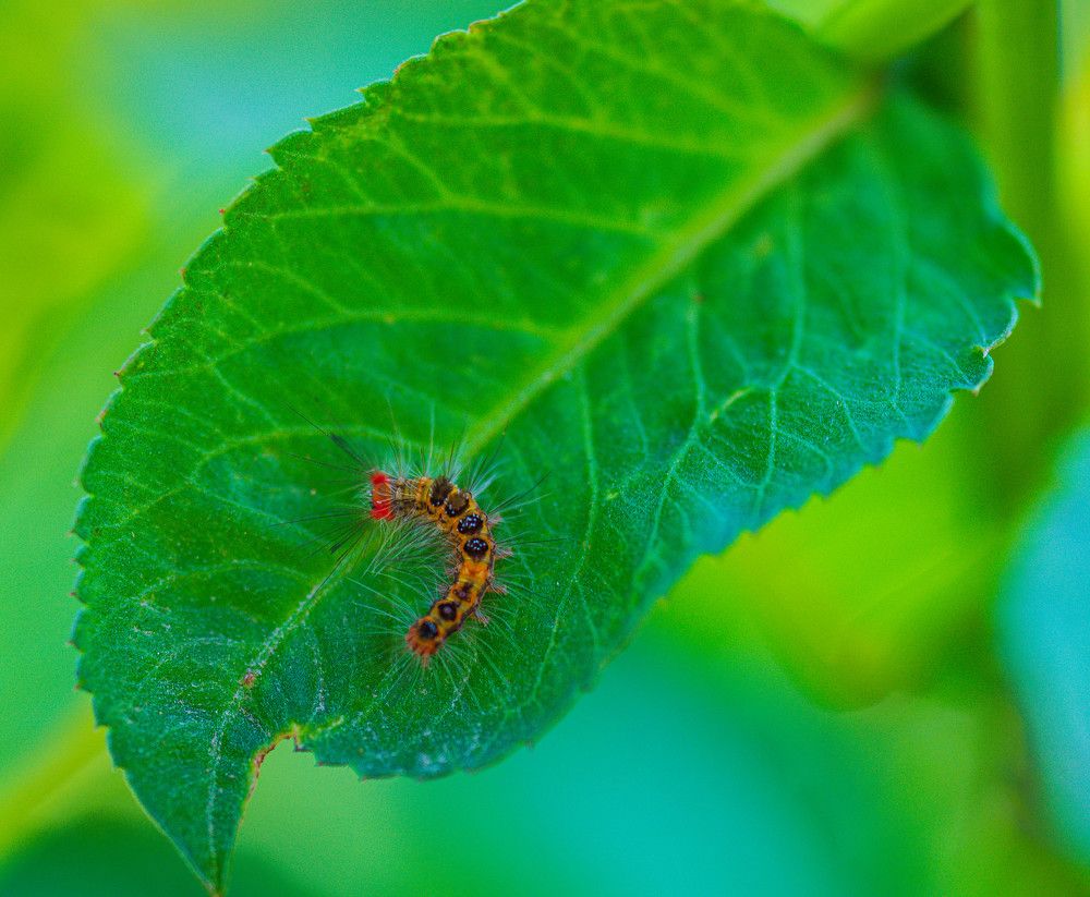 Photograph by Duc Nguyen