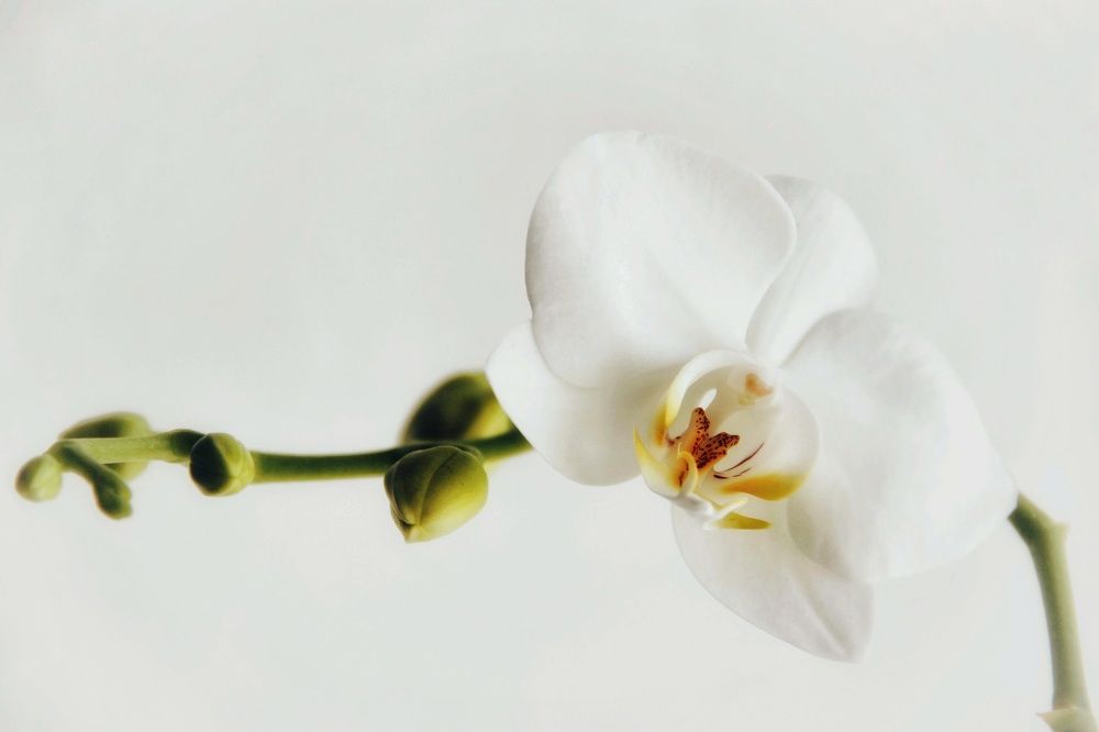 Photograph by Олеся