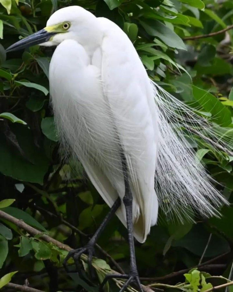 Great egret