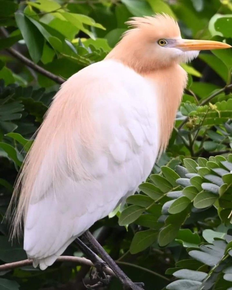 Cattle egret