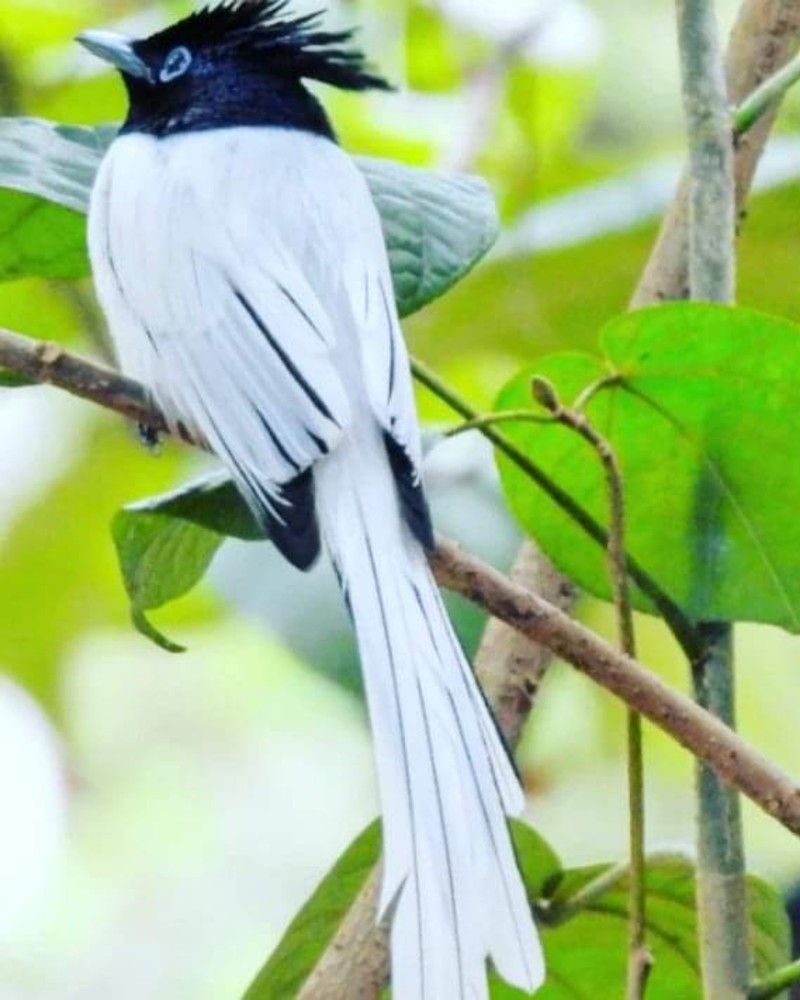 India paradise fly catcher
