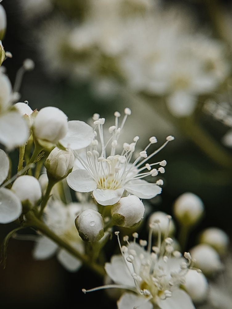 Фотография автора Мария Михайлова