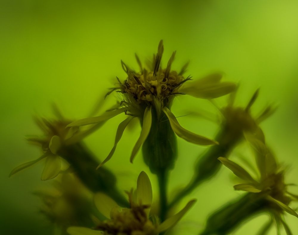 Photograph by Irina Luidinshina