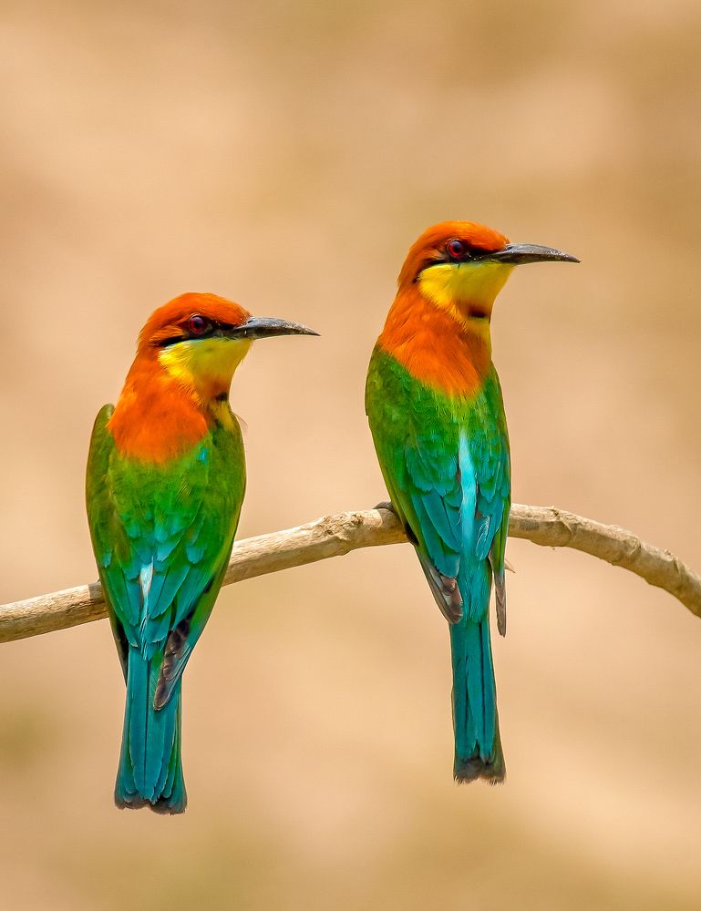 Фотография автора Grace Rani