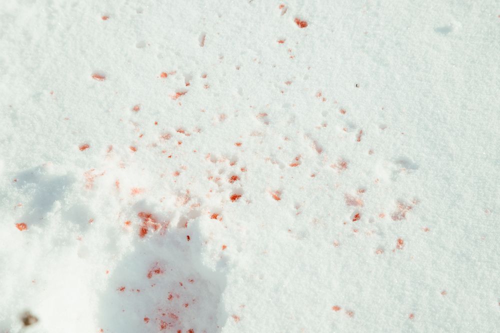 Photograph by Владимир Пилюков