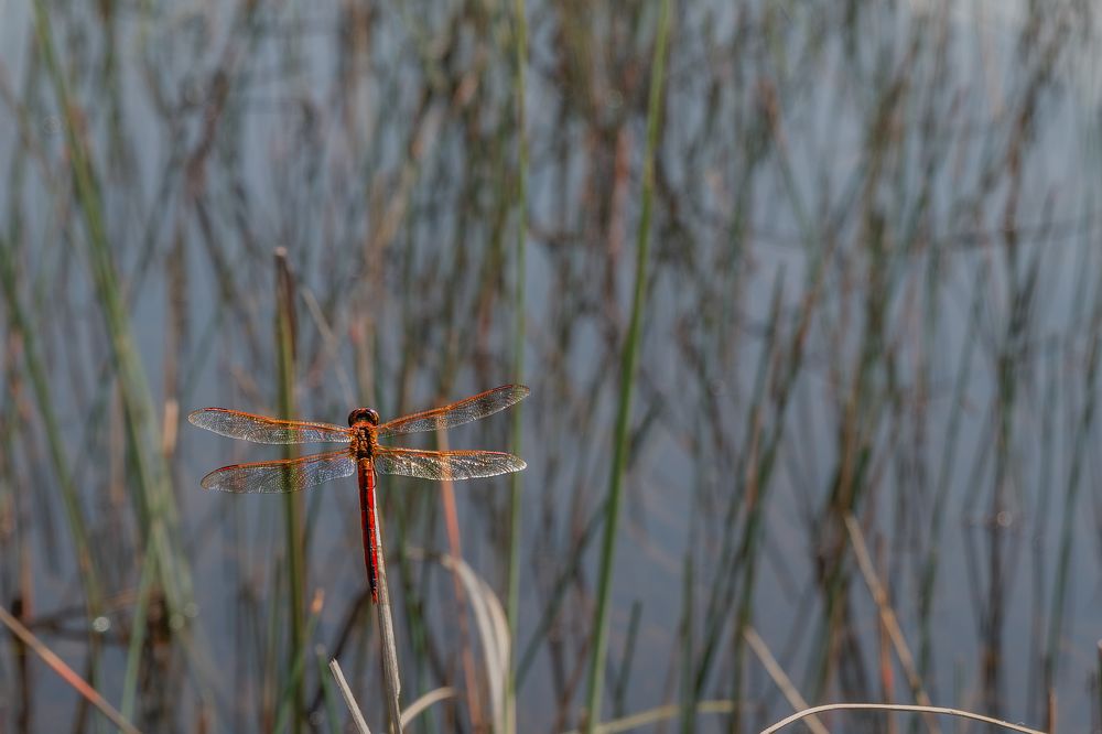 Photograph by Sandra Alvarez