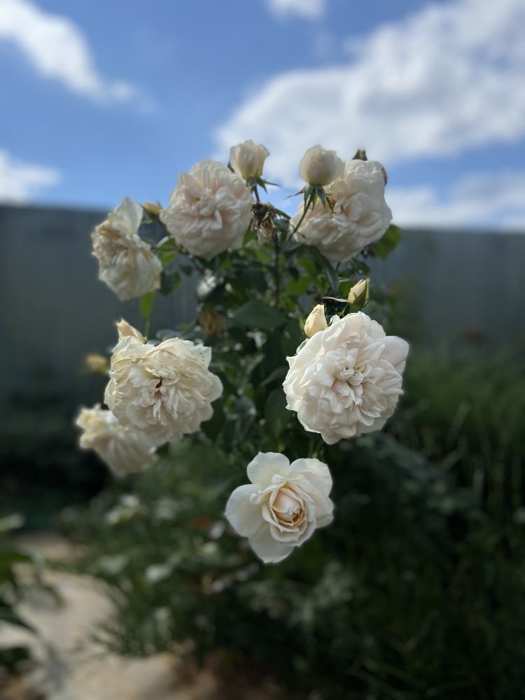 Photograph by Наталья Душакова