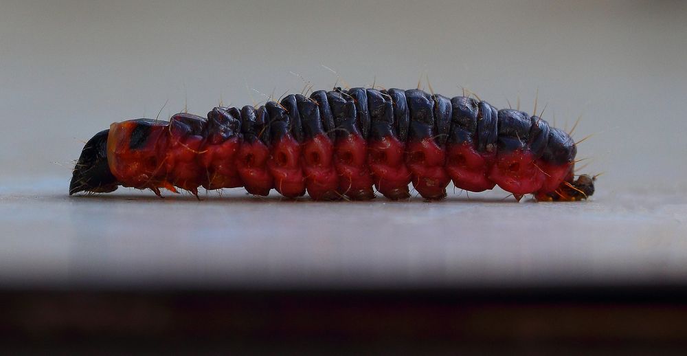 Photograph by Leanid Kulpo