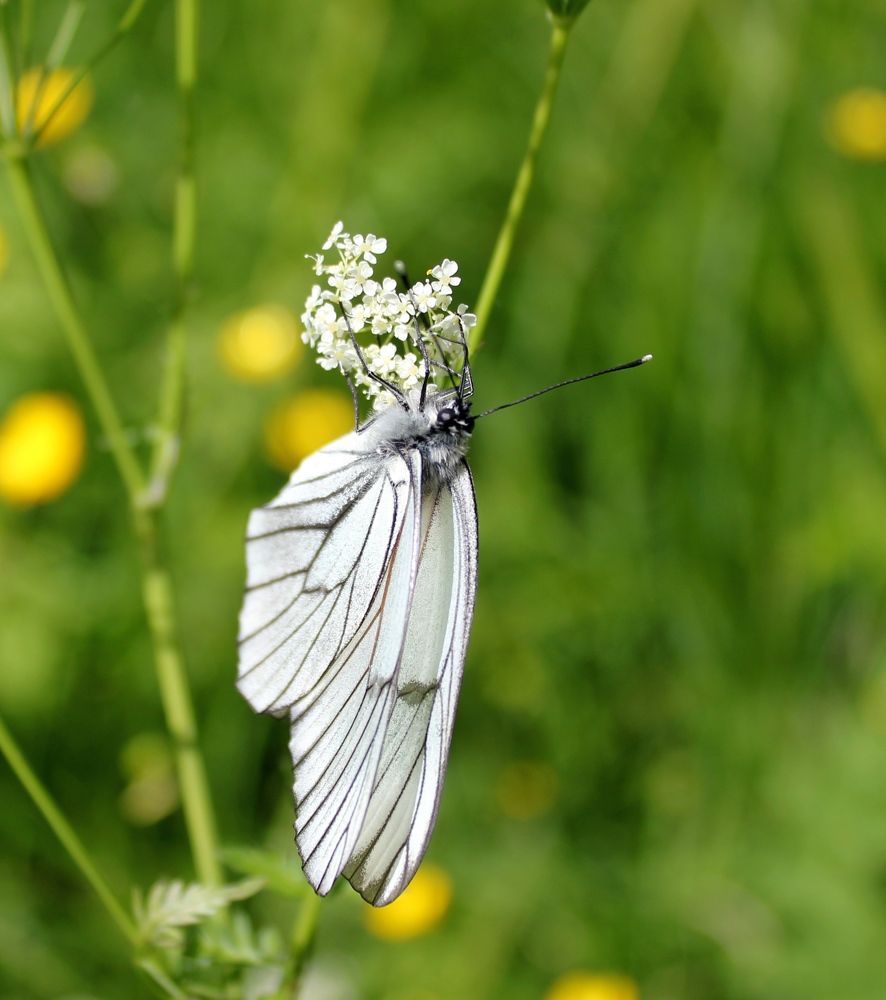 Photograph by Olga Bagaeva