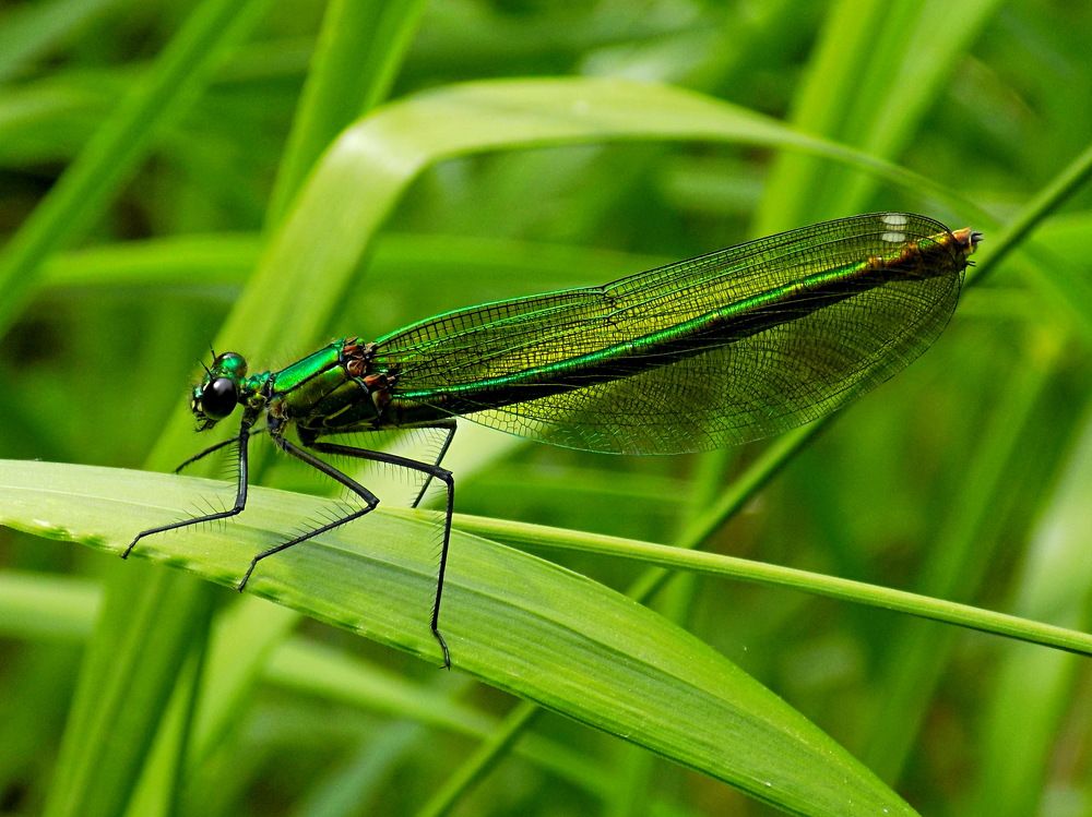 Красотка. Профиль