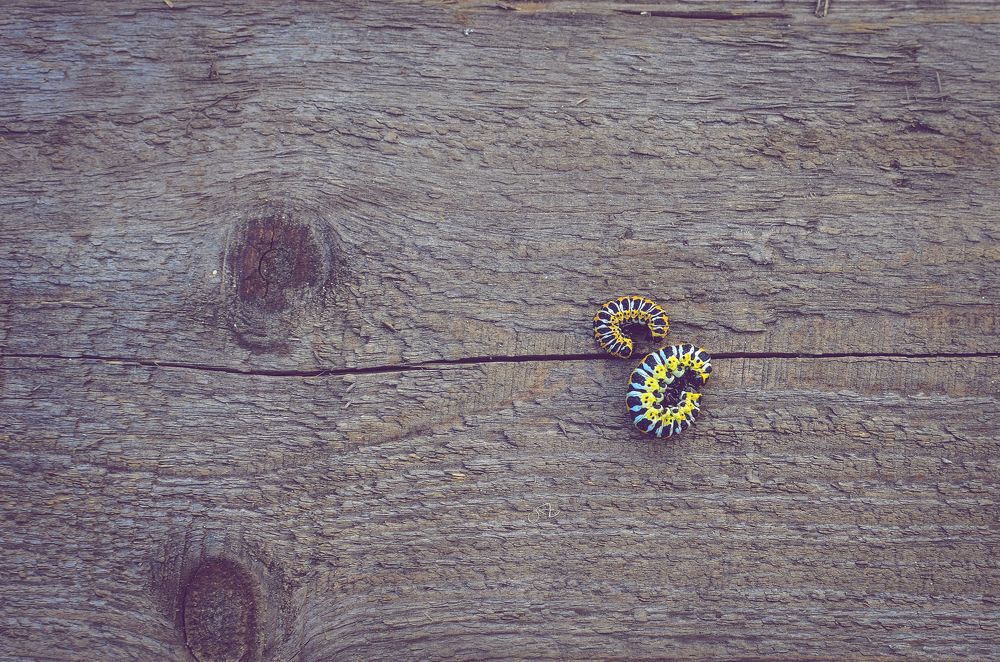 Photograph by Глухарев Сергей