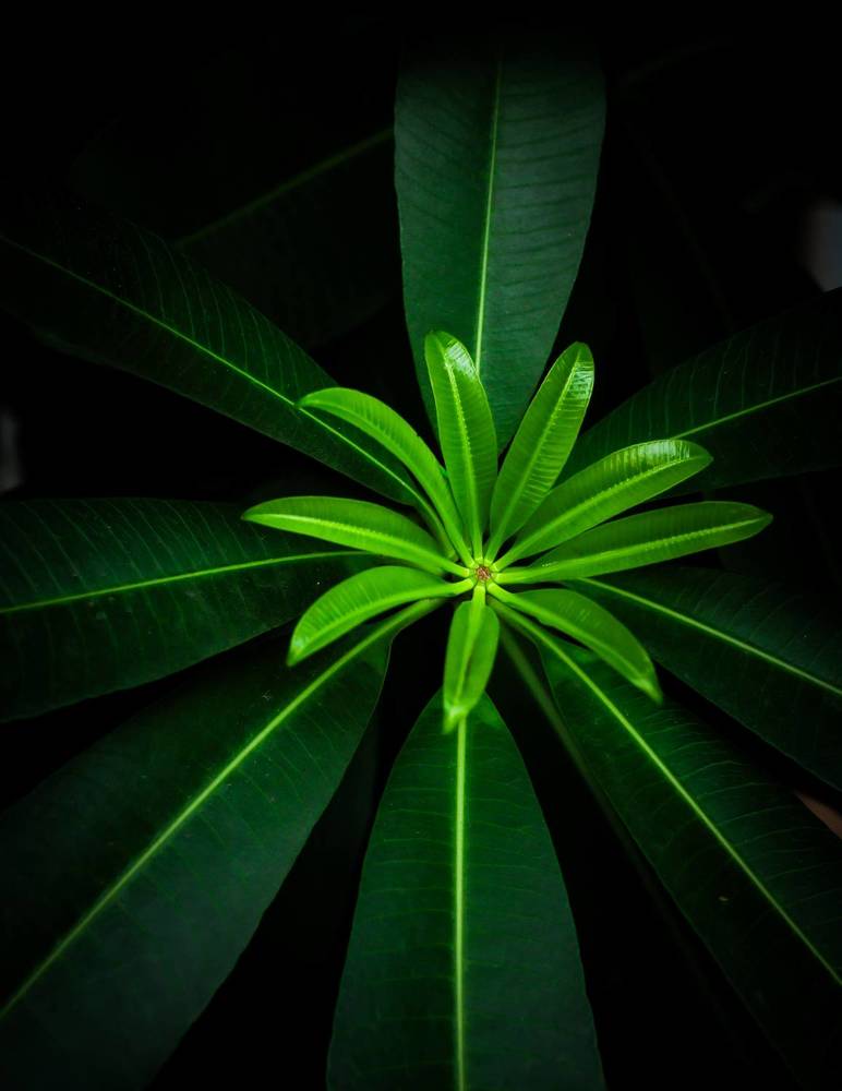 Фотография автора Debapriya Dasgupta