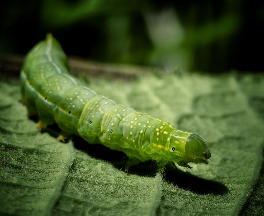 Photograph by Михаил Саидов