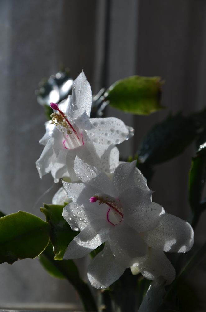 Photograph by Valentina