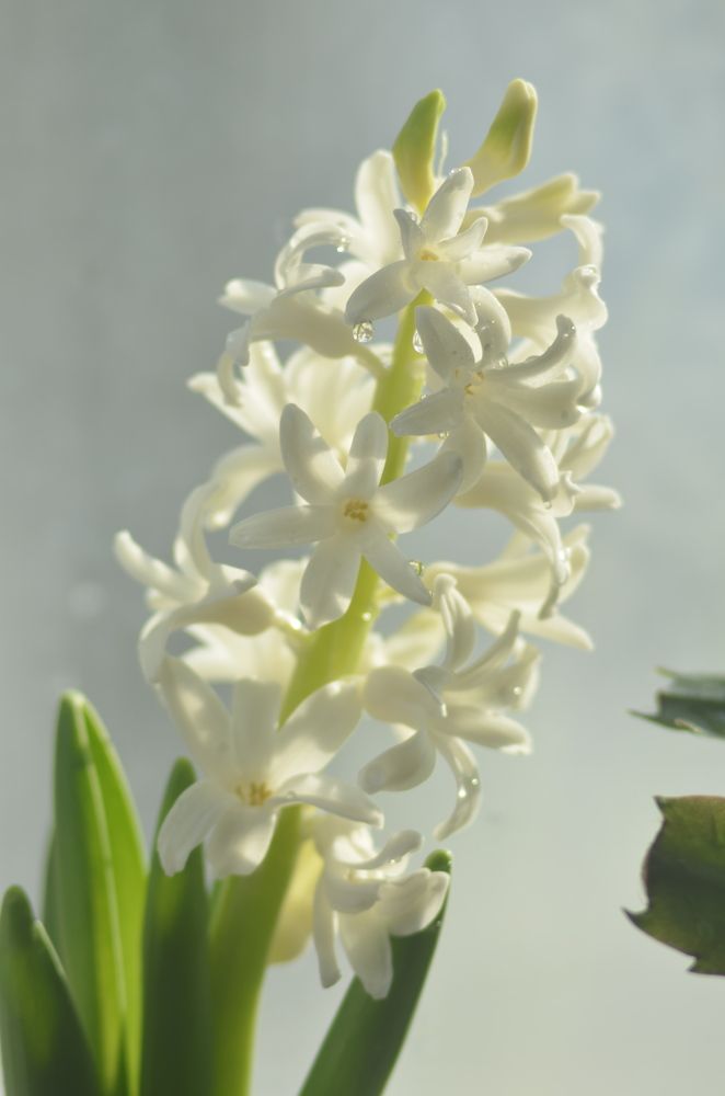 Photograph by Valentina