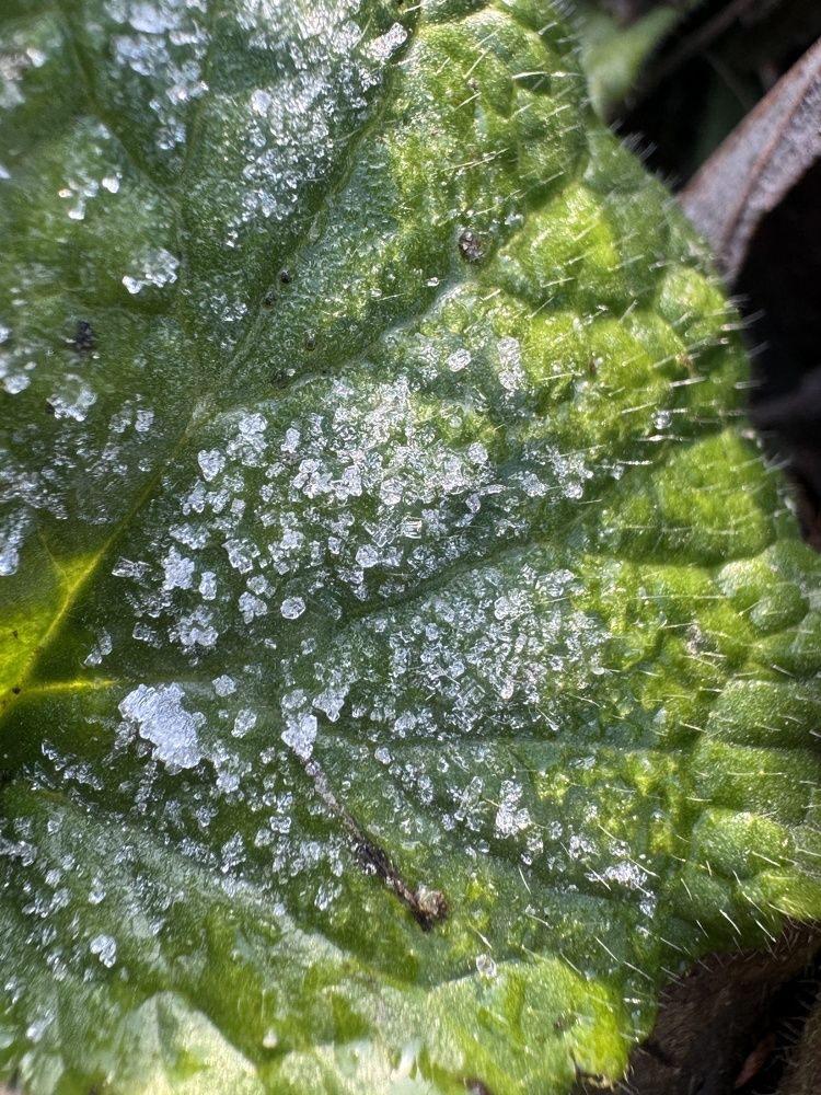 Сахарный лист