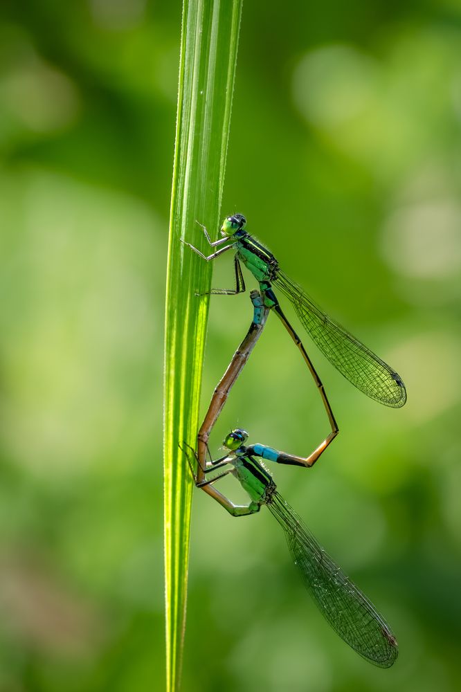 Damselfly