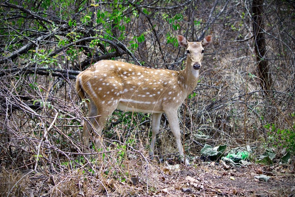 Photograph by KULDIP PIPALIYA