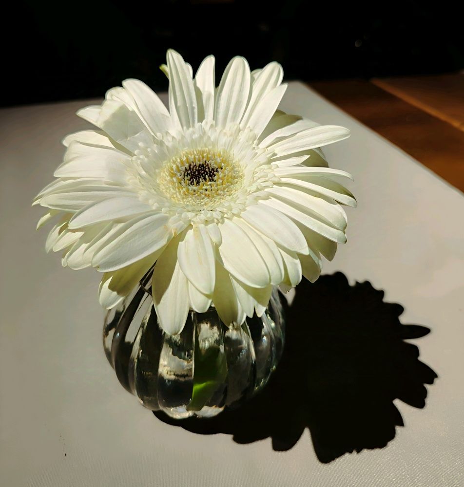 Белая гербера