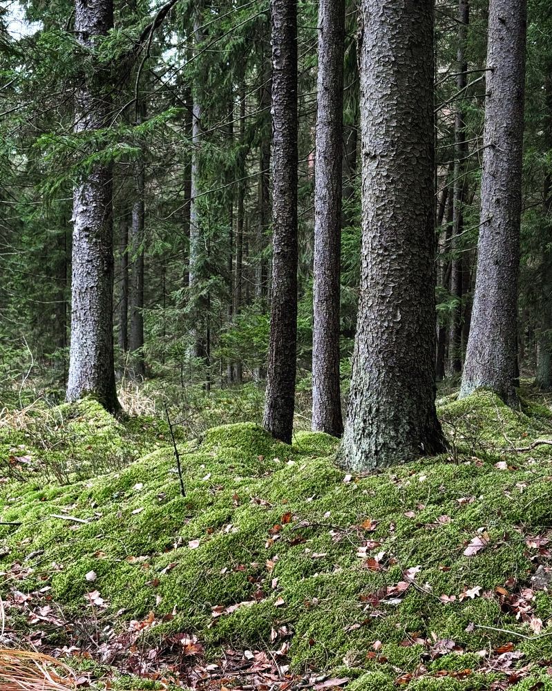 Photograph by Halina Mitsevich