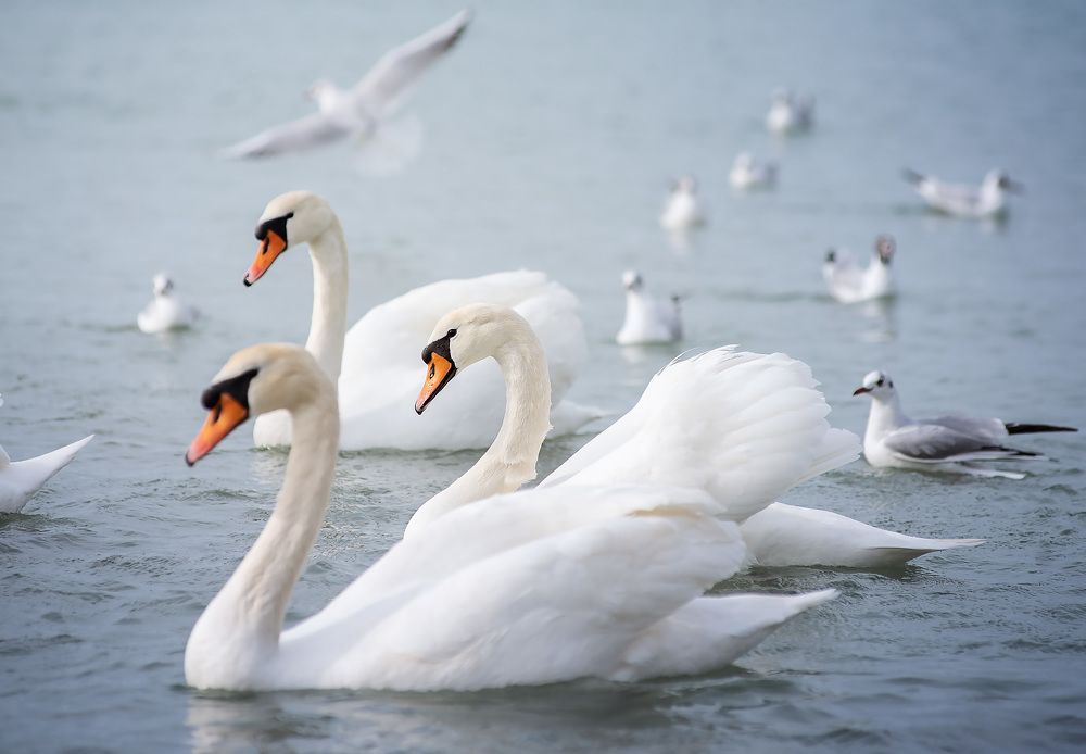 Photograph by Григорьева Юлия