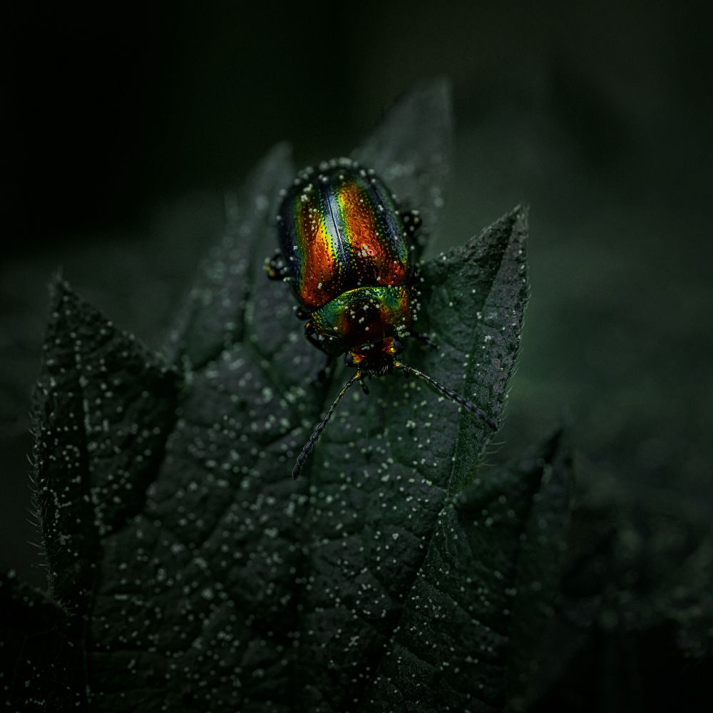 Фотография автора Онучина Юлия