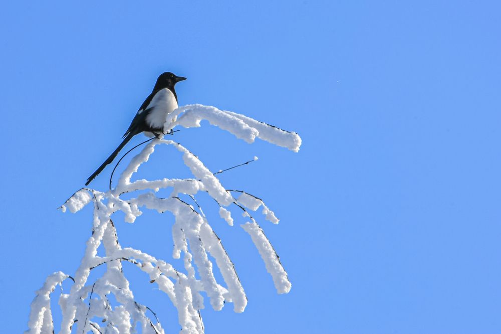 Фотография автора Владимир Пронин