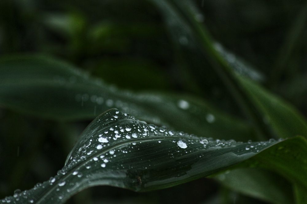 Photograph by Arkadip Mondal