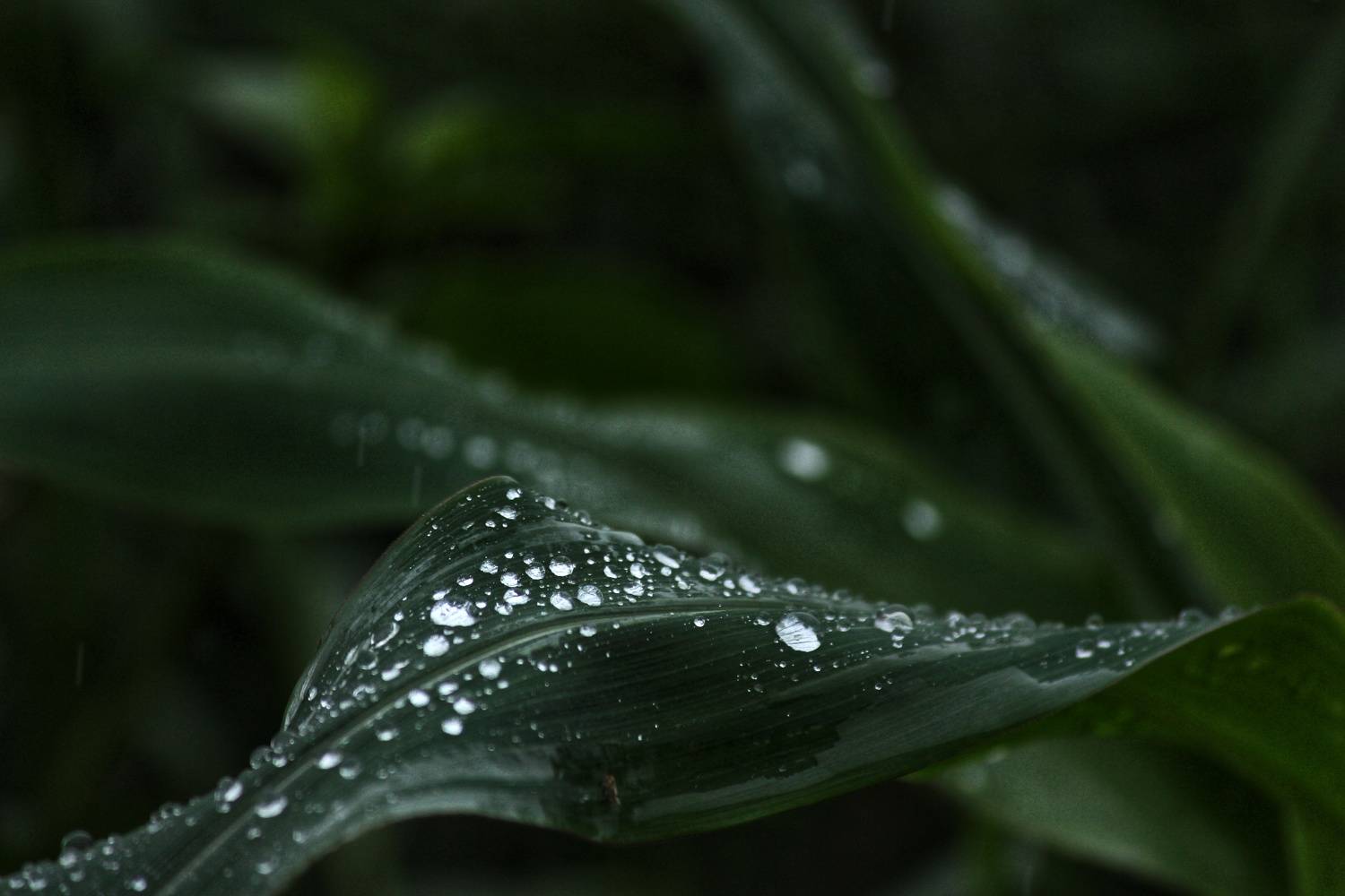 Photo #11384044