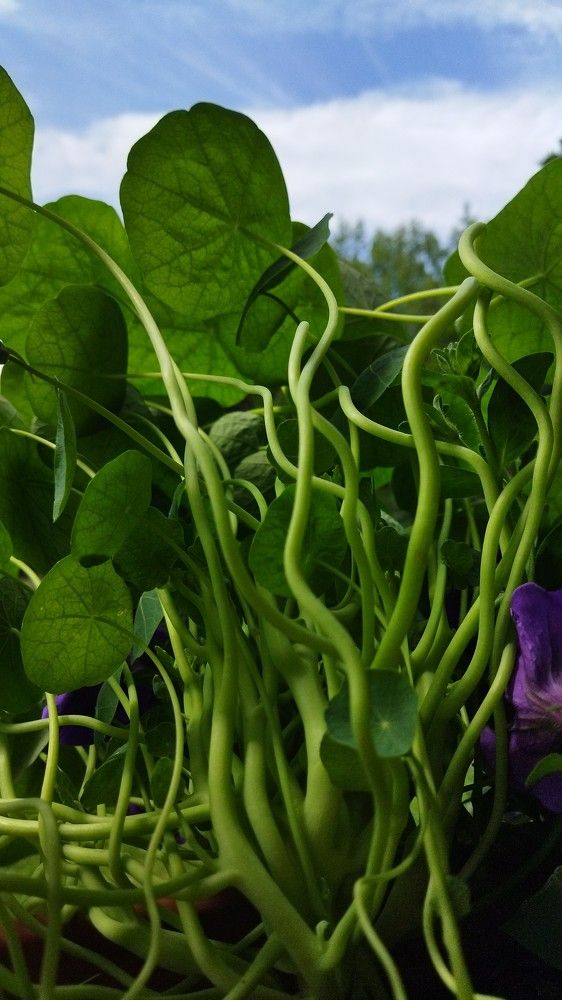 Фотография автора  OKazik