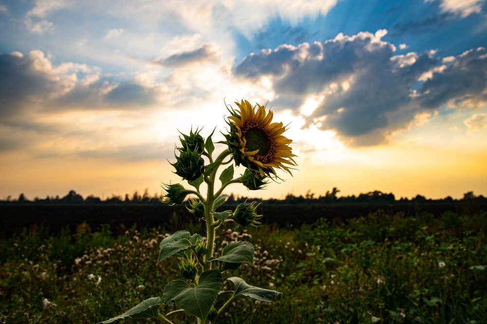 Фотография автора Ирина Гриценко
