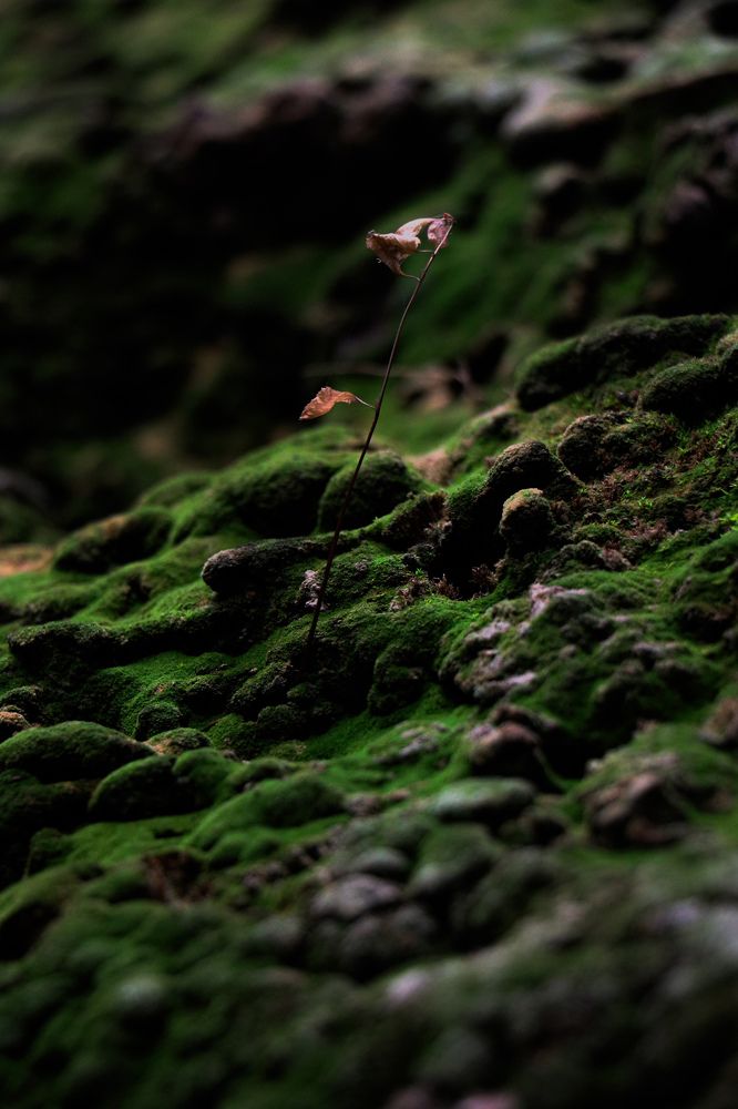 Photograph by Shahriyar Shybanie