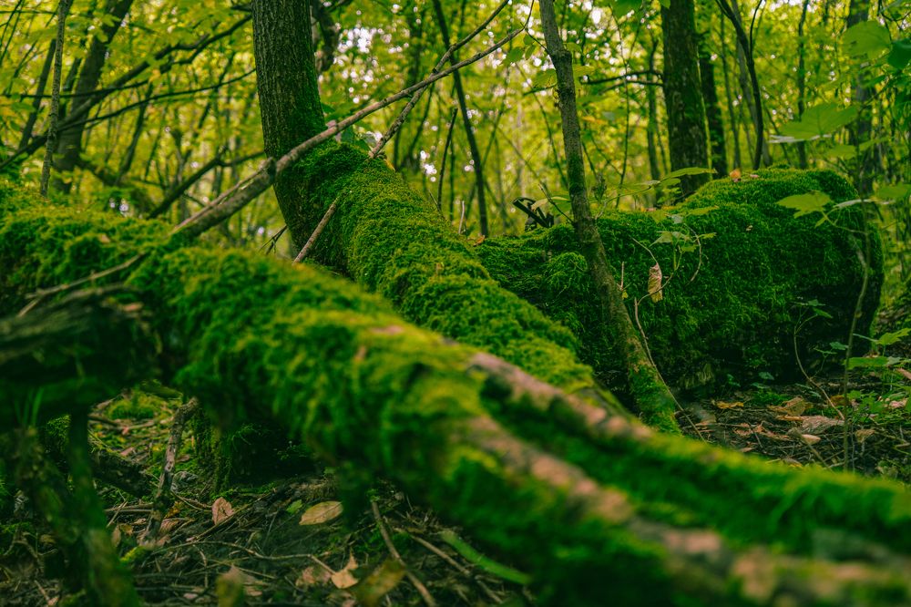 Фотография автора Виталий Гавронский