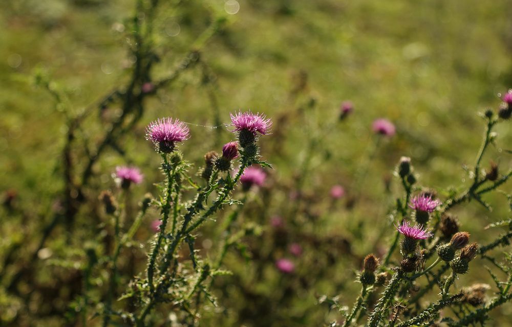 Photograph by Александр Шептикин