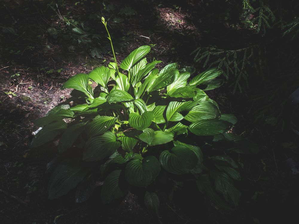 Photograph by Викулов Сергей