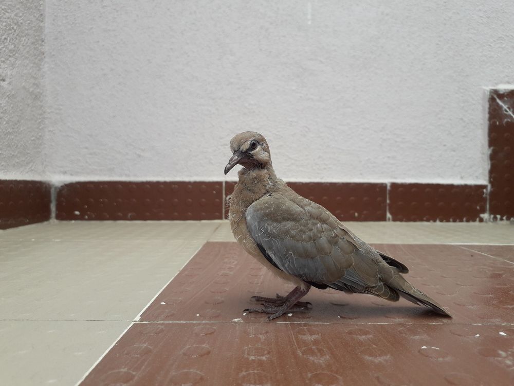 Photo #11384265