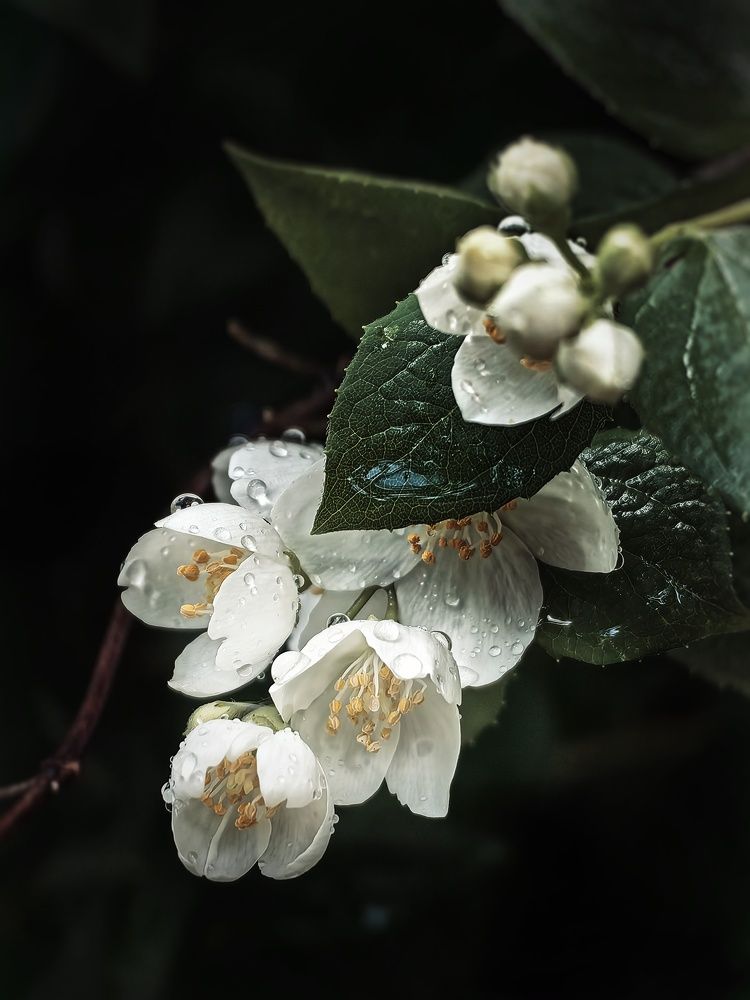 Photograph by Ярославна