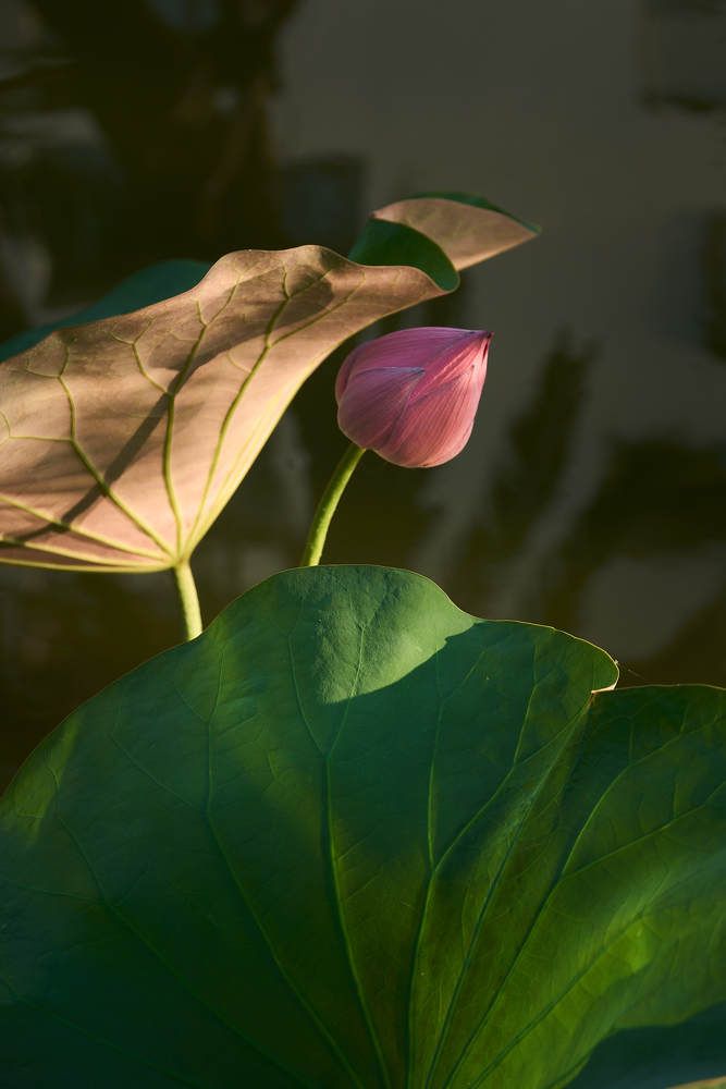 Photograph by Nam Tran Duy